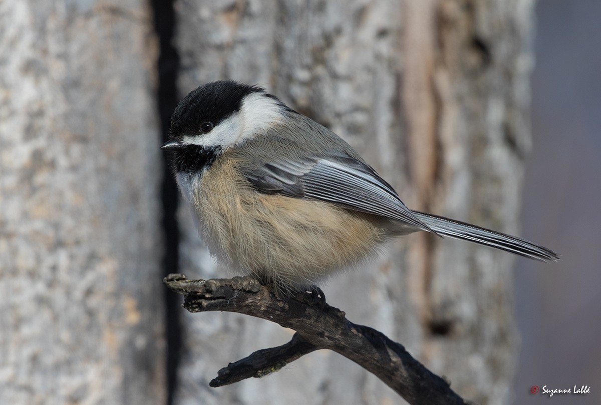 Black-capped Chickadee - Suzanne Labbé