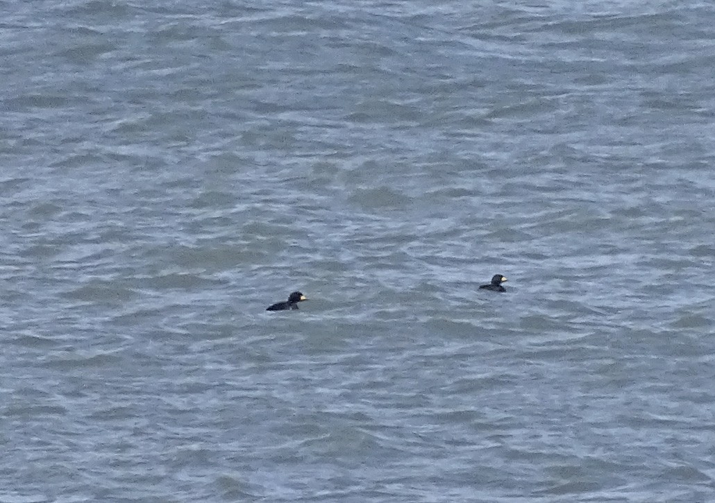 Black Scoter - Ron Overholtz