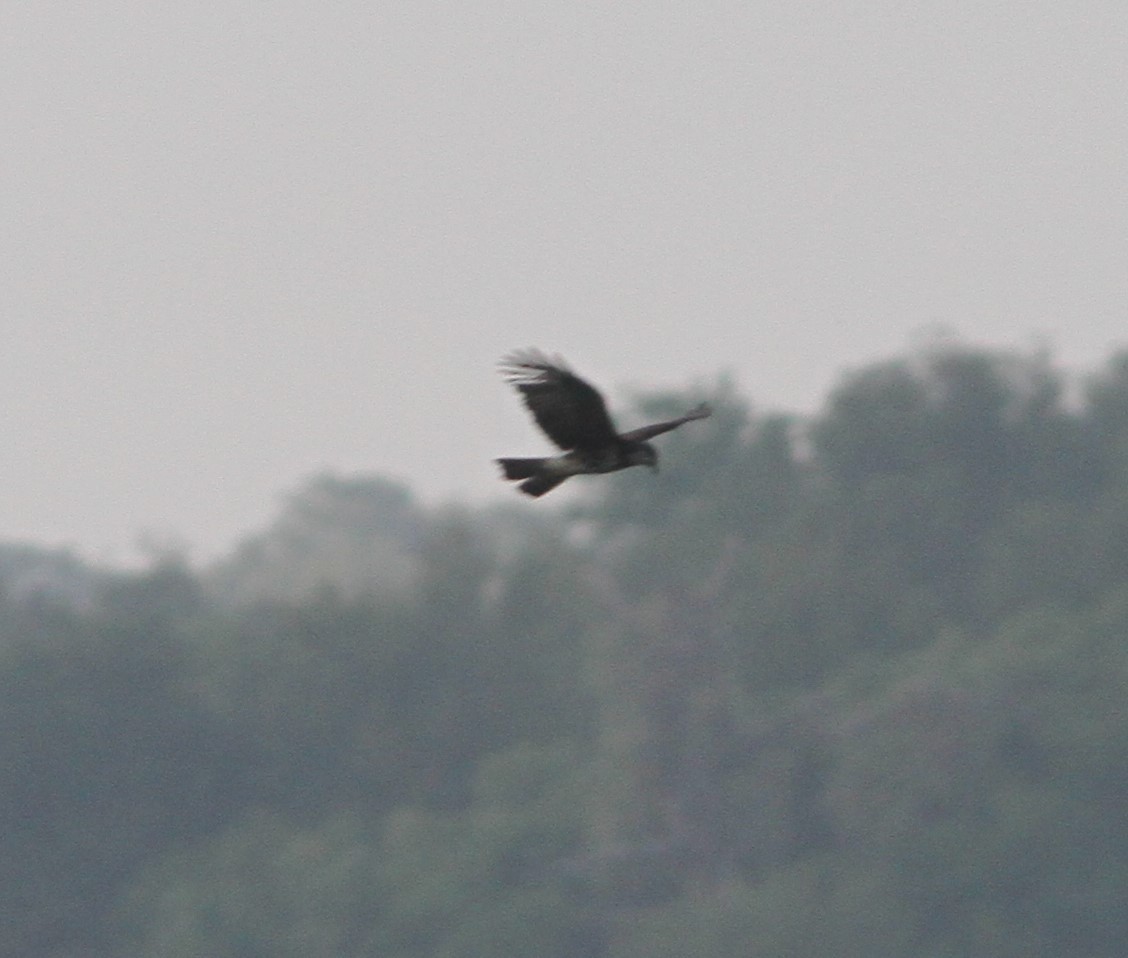 Snail Kite - Brent Ortego