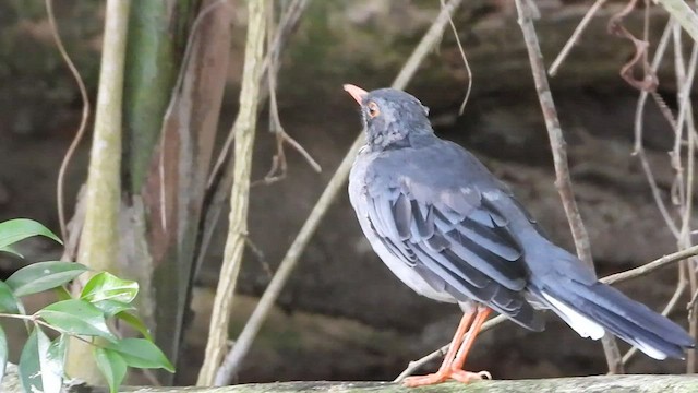 Red-legged Thrush (Antillean) - ML471054231