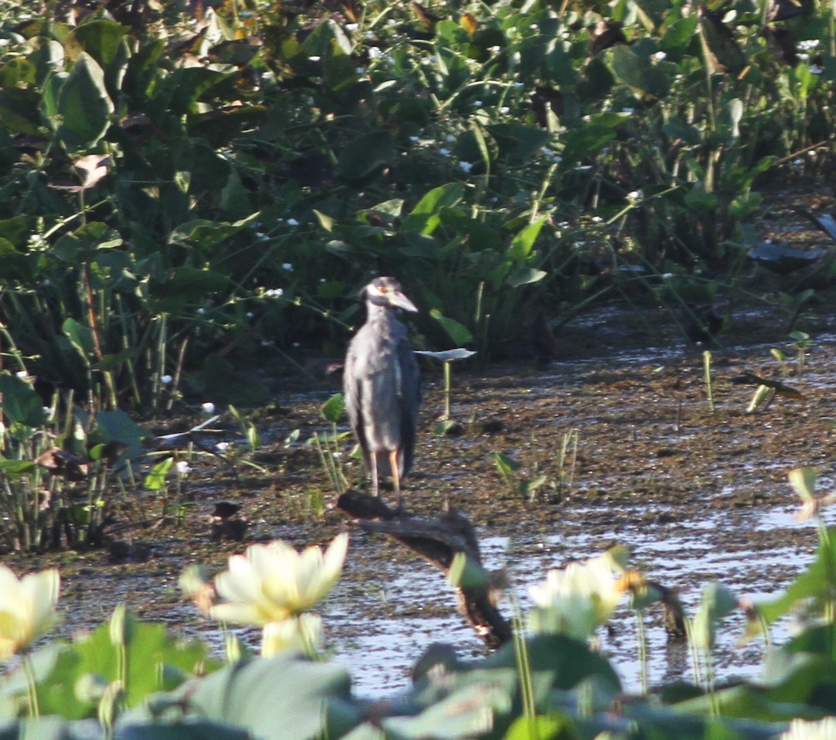 Yellow-crowned Night Heron - Brent Ortego