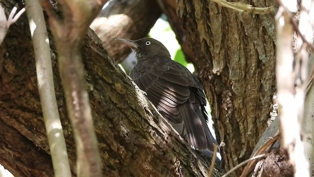 Pearly-eyed Thrasher - ML471055491