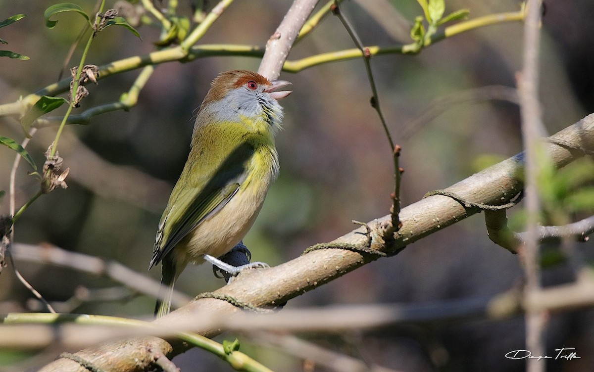 Rufous-browed Peppershrike - ML471055631