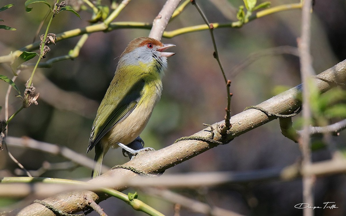 Rufous-browed Peppershrike - ML471055651