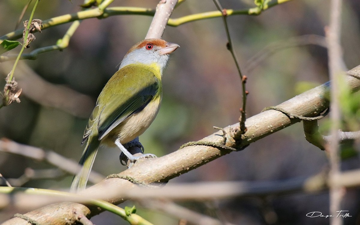 Rufous-browed Peppershrike - ML471055661