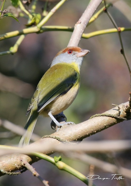 Rufous-browed Peppershrike - ML471055681