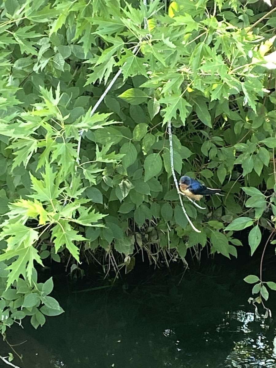 Barn Swallow - ML471055731