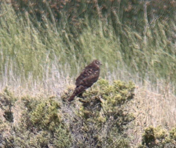 Northern Harrier - Kevin Hayes