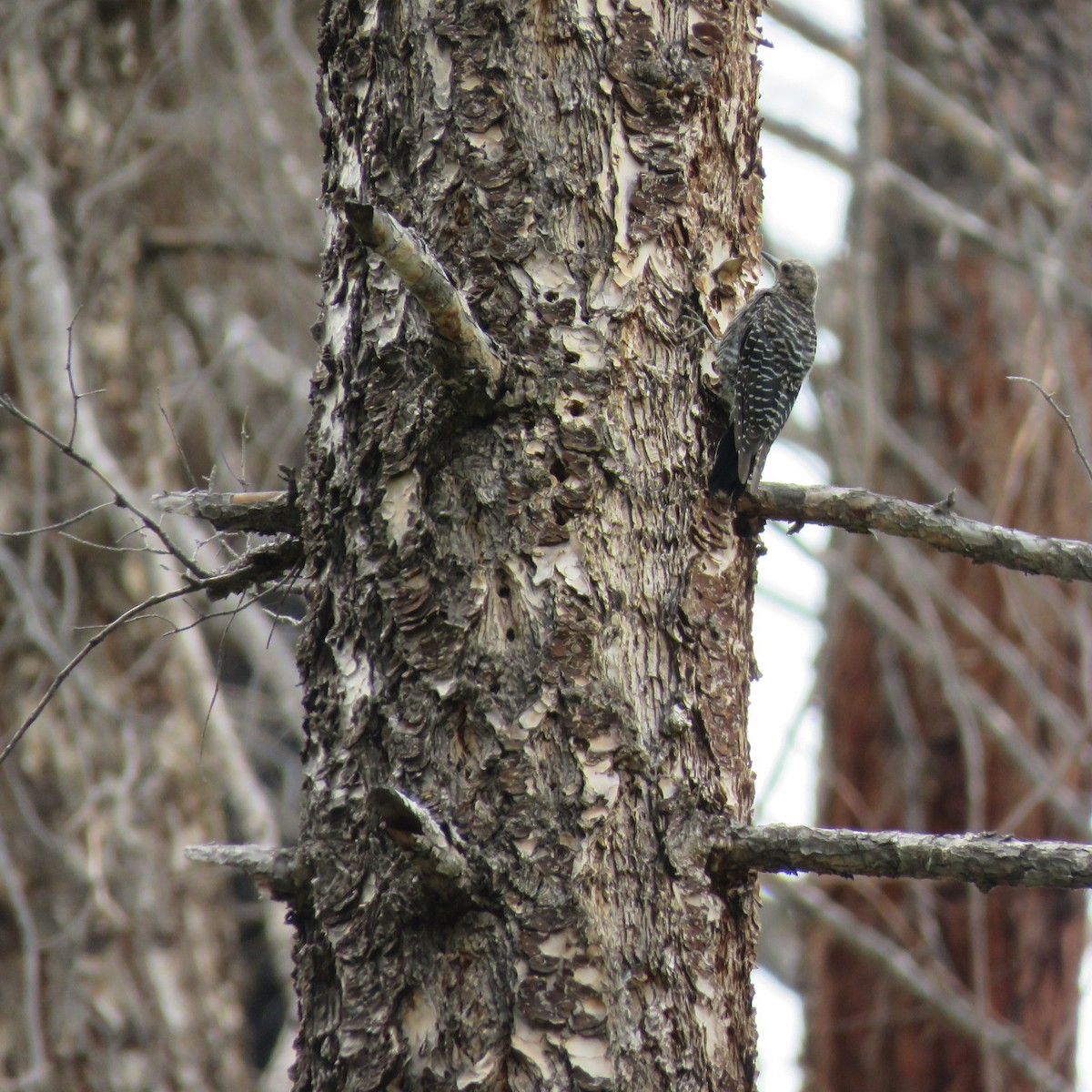 Williamson's Sapsucker - ML471056031