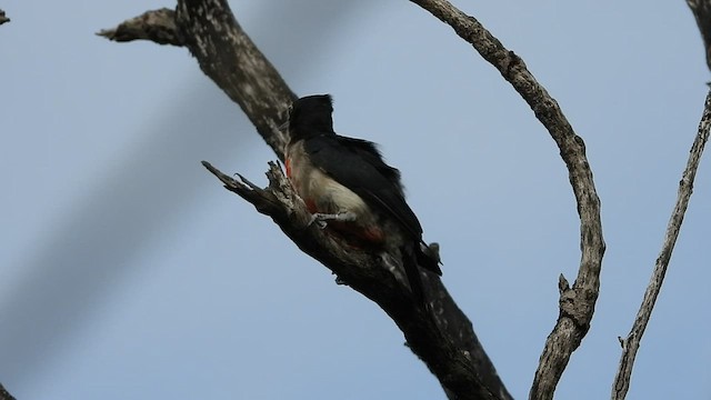 Carpintero Puertorriqueño - ML471058721