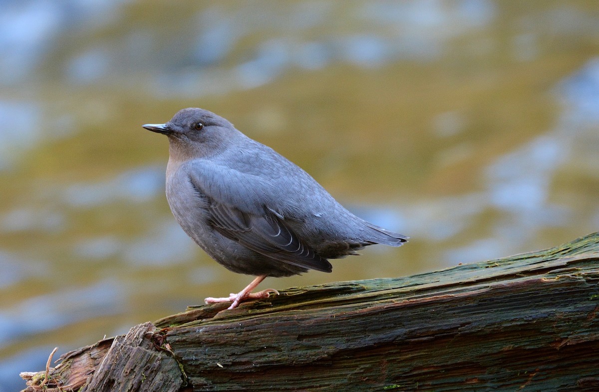 American Dipper - Kim  Beardmore