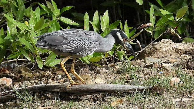 Yellow-crowned Night Heron - ML471060511