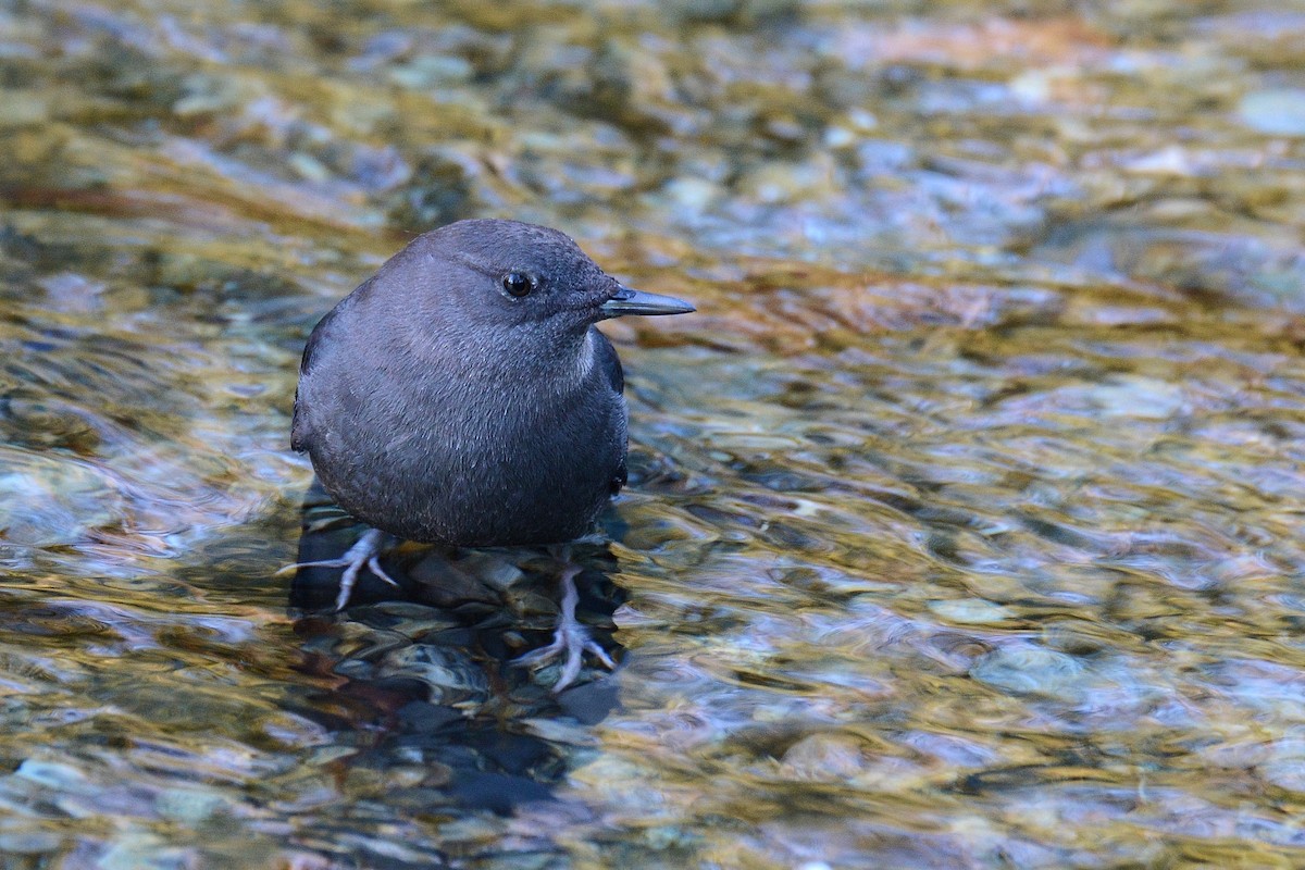 American Dipper - ML47106121