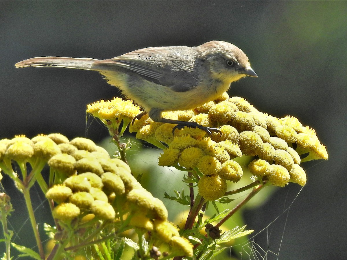 Bushtit (Pacific) - ML471061671