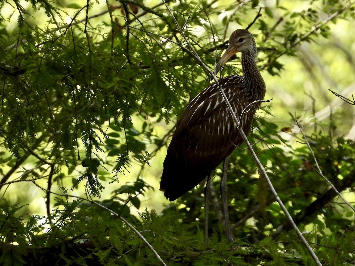 Limpkin - ML471063101