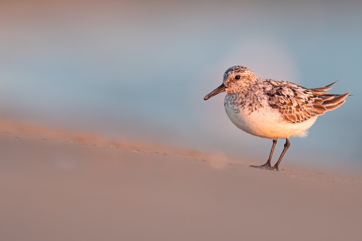 Sanderling - Matthew Dolkart