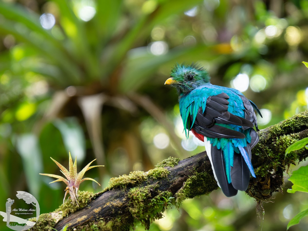 Resplendent Quetzal - ML471063741