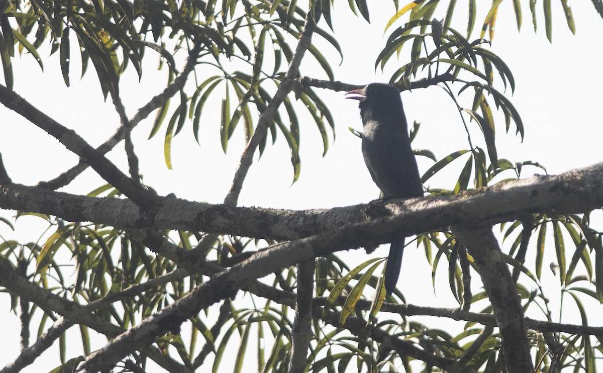 White-fronted Nunbird - ML471064801