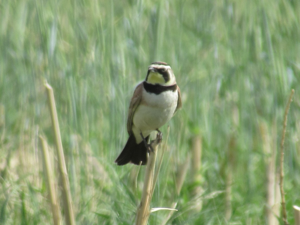 Horned Lark - ML471064911