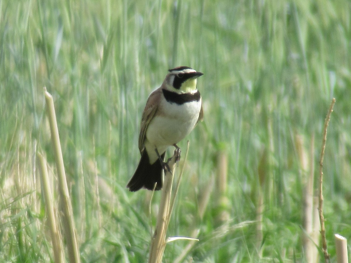 Horned Lark - ML471064931