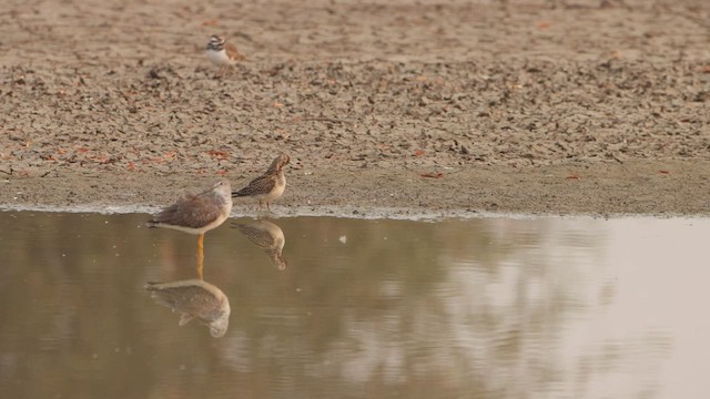 Bécasseau à poitrine cendrée - ML471065331