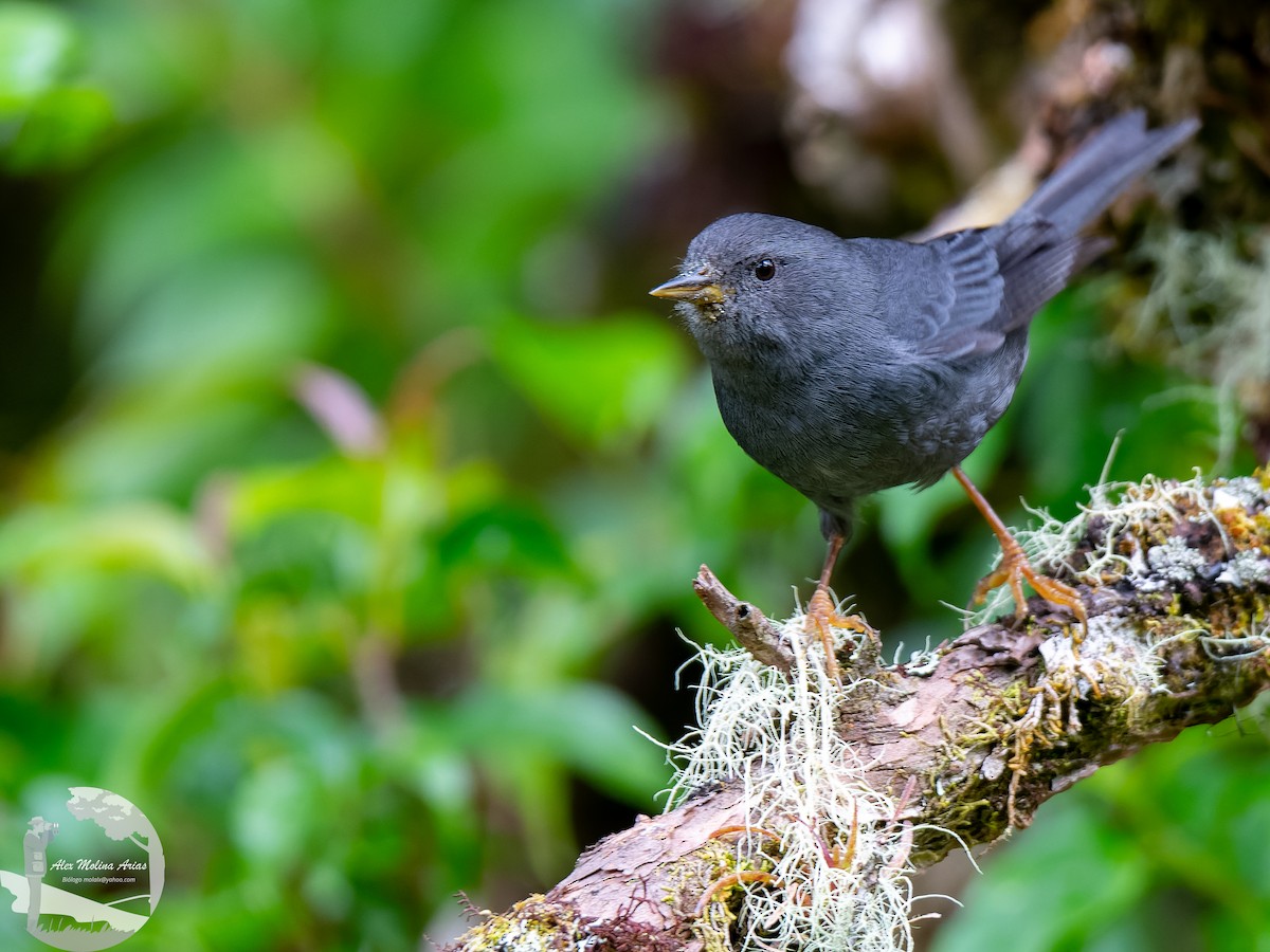 Peg-billed Finch - Alex Molina