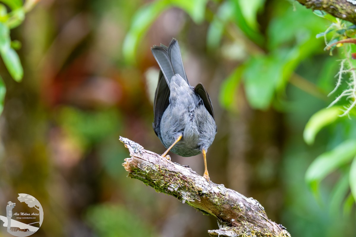 Peg-billed Finch - ML471066491