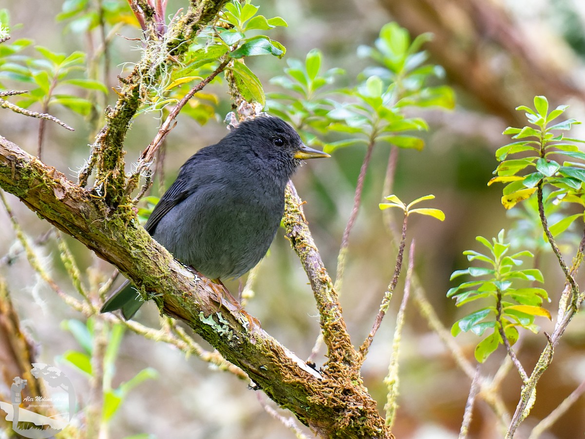 Peg-billed Finch - ML471066761