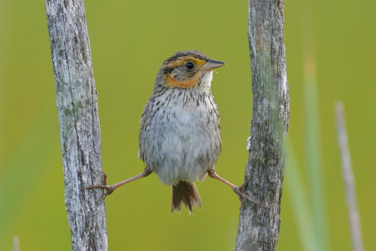 Saltmarsh Sparrow - ML471068761