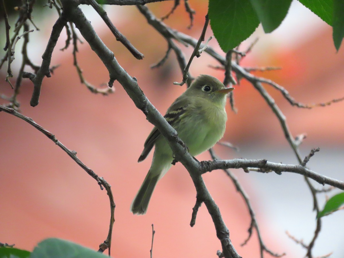 Western Flycatcher (Cordilleran) - ML471069241