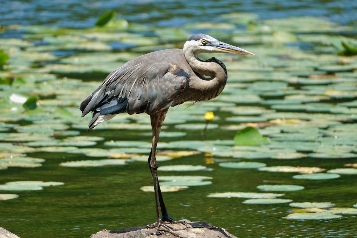 Great Blue Heron - Laura Sisitzky