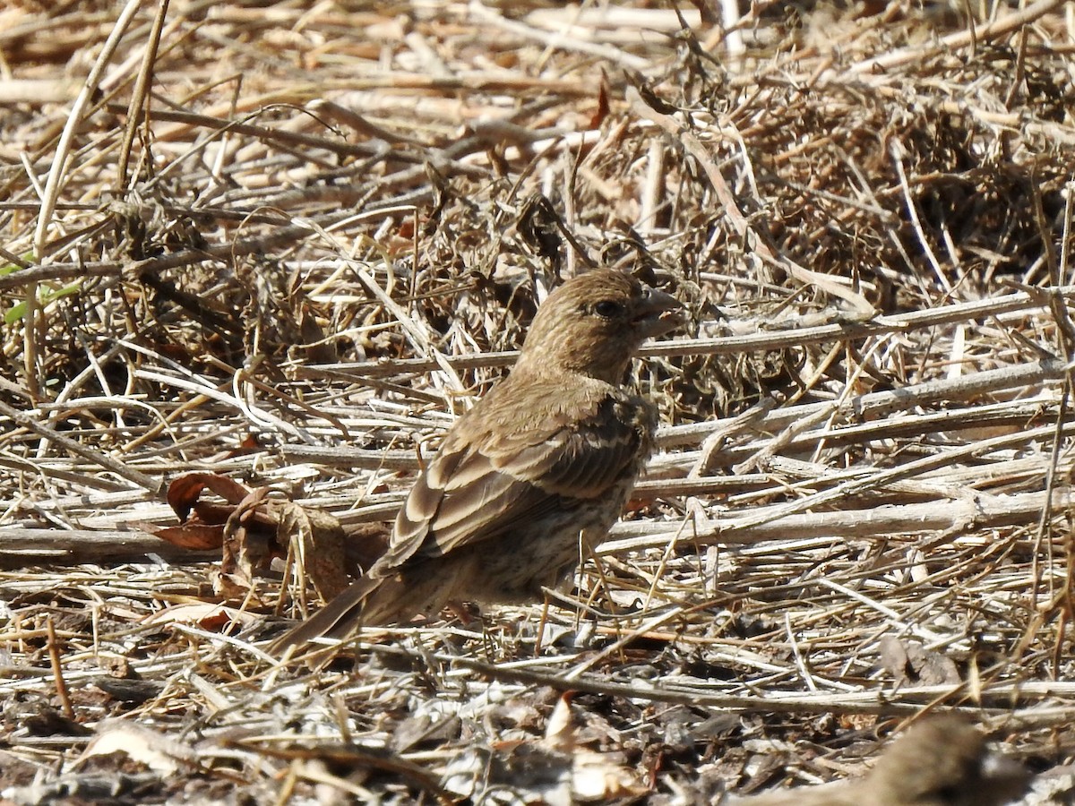 House Finch - ML471072611