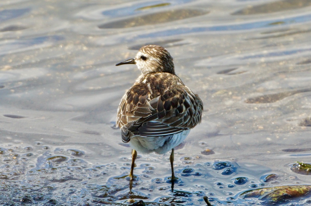 Least Sandpiper - Laura Sisitzky