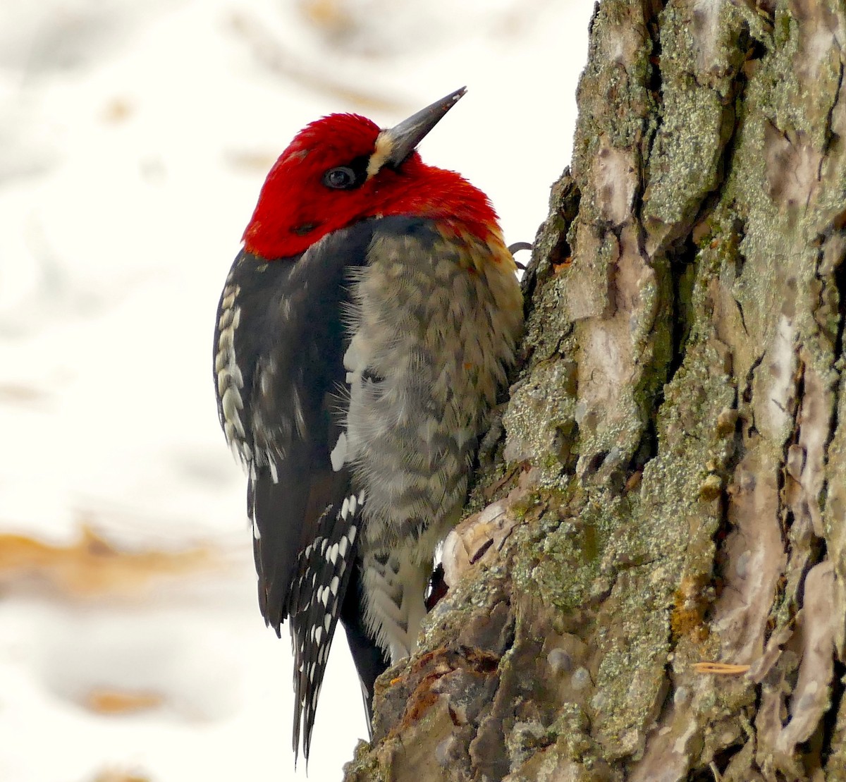 Red-breasted Sapsucker - ML47107411