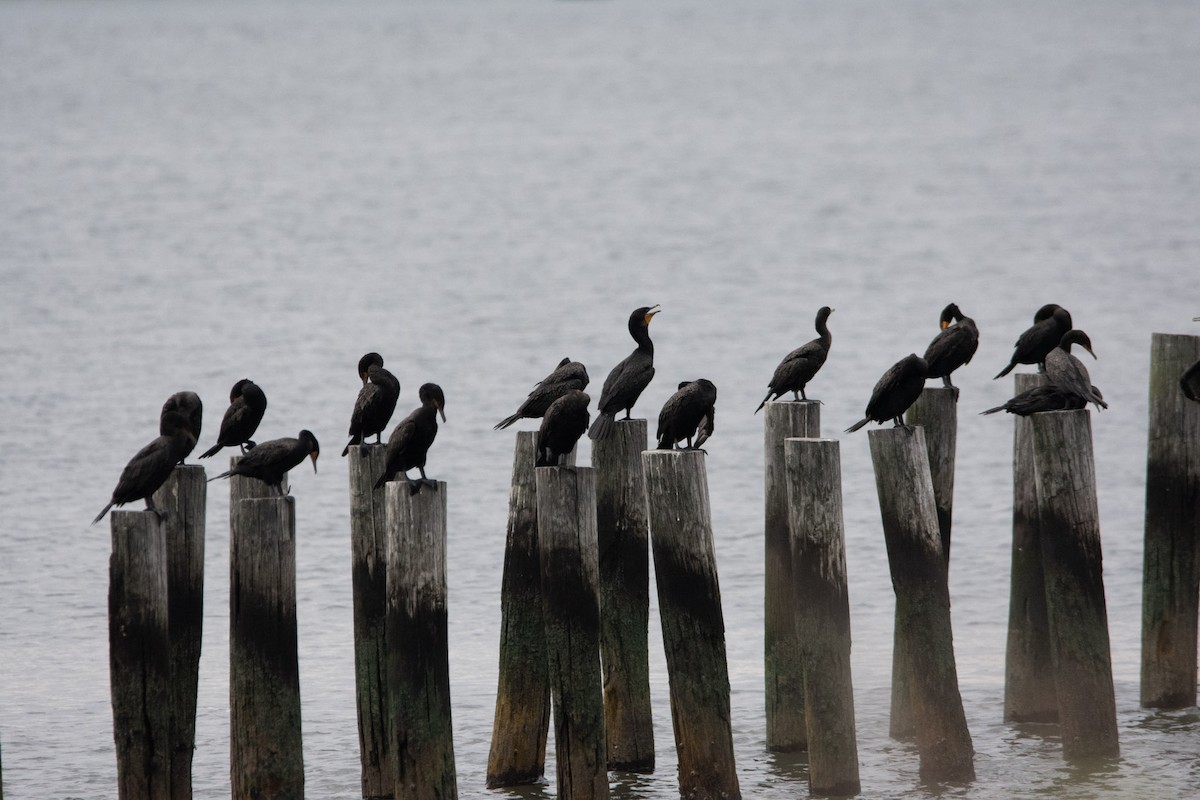 Double-crested Cormorant - ML471074591