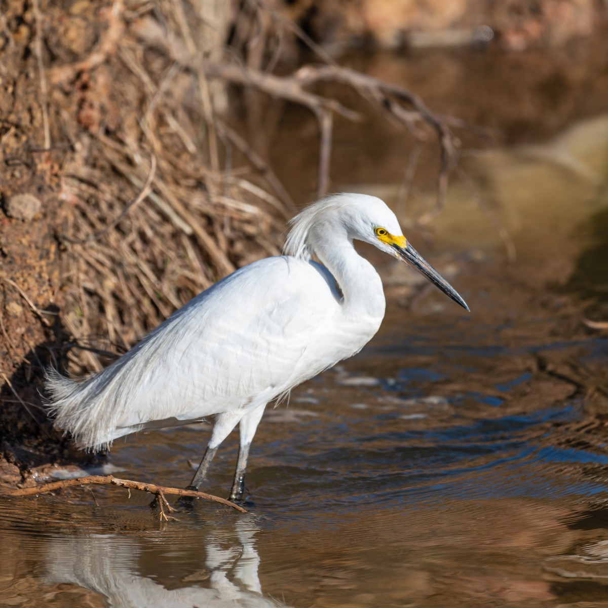 Snowy Egret - ML471074851