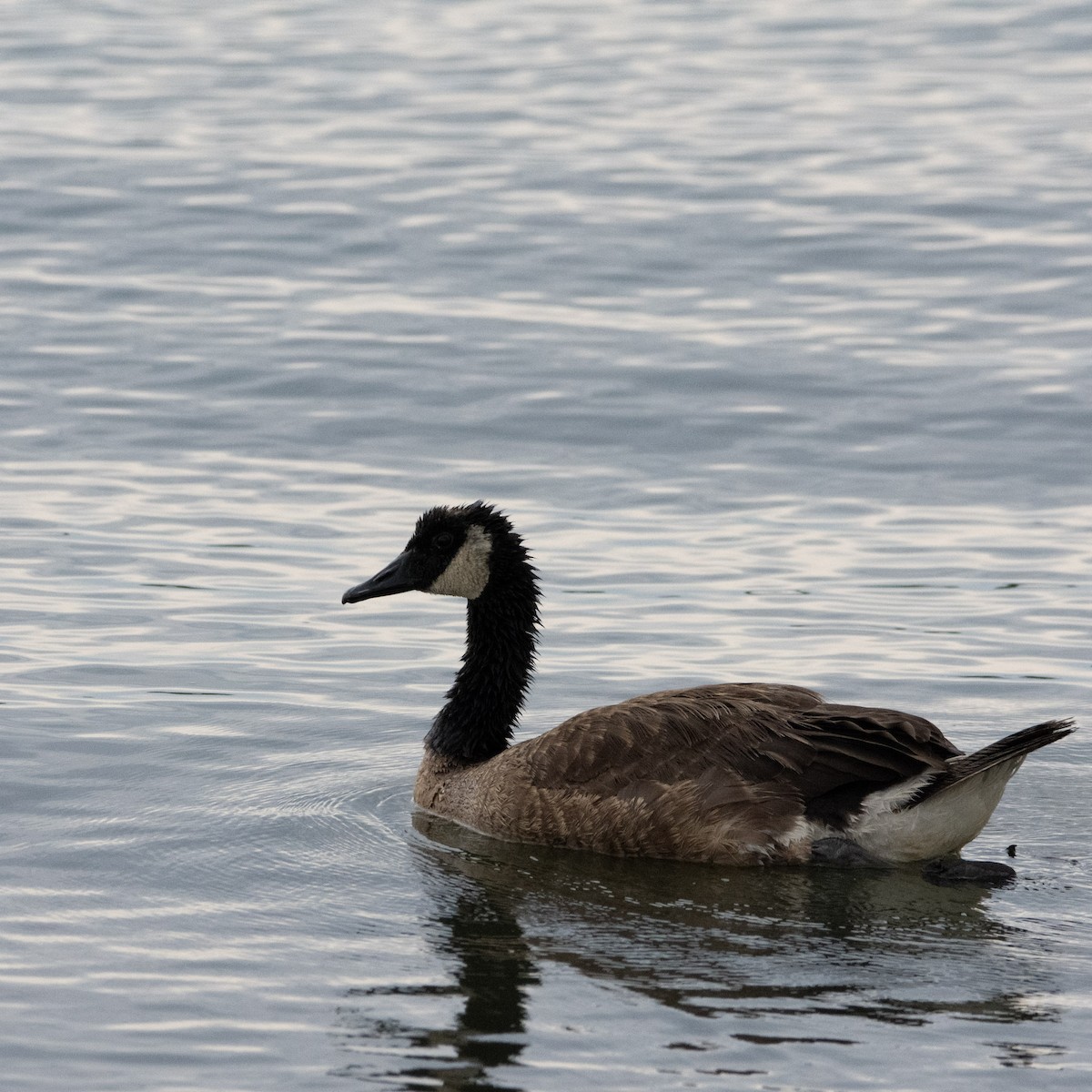 Canada Goose - ML471075121