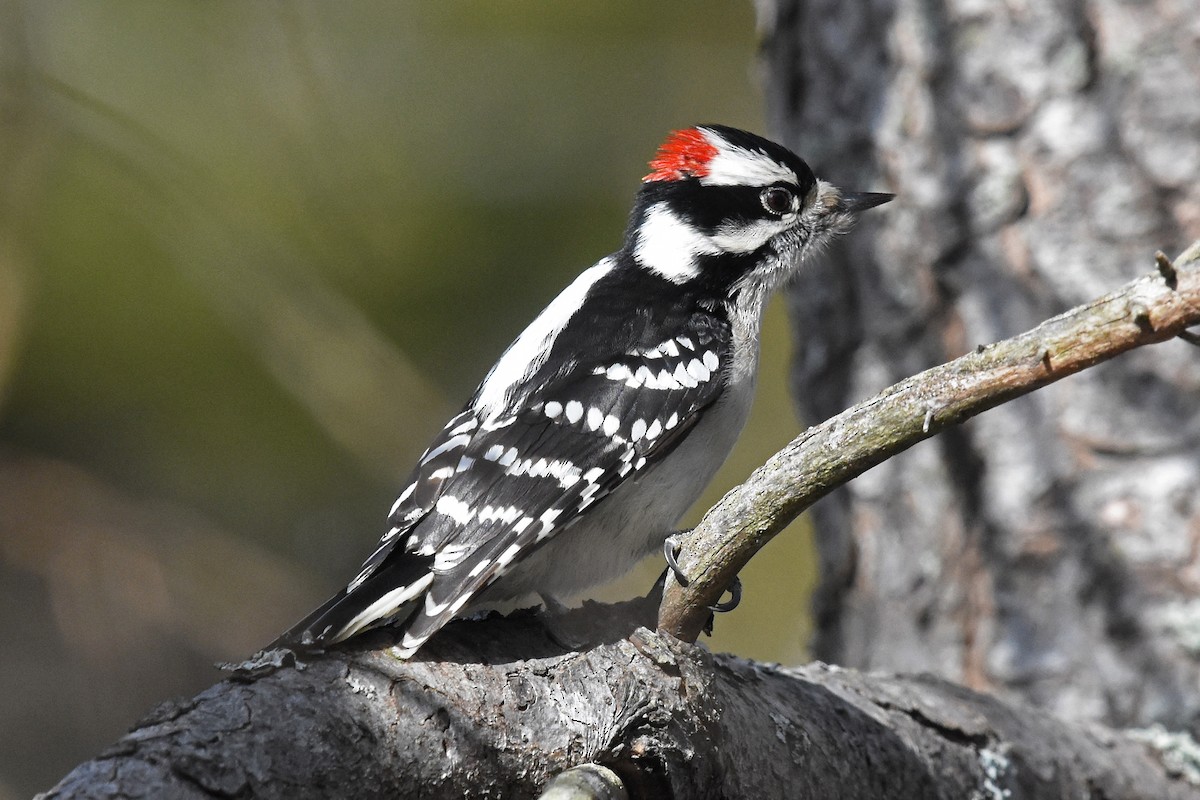 Downy Woodpecker - ML47107591