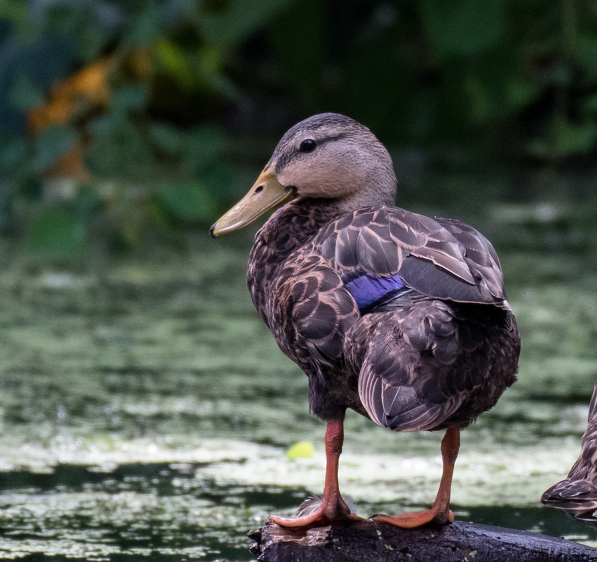 Mottled Duck - ML471078301