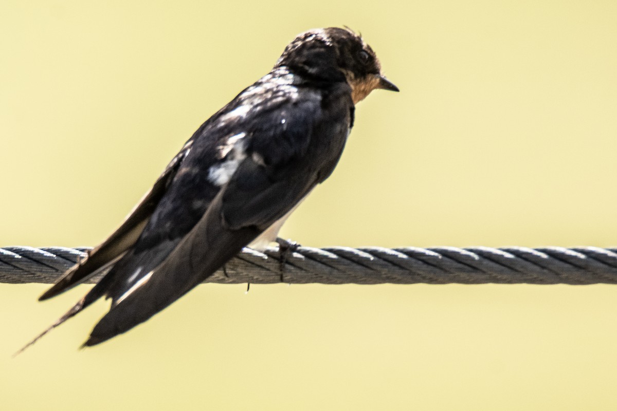 Purple Martin - ML471078421