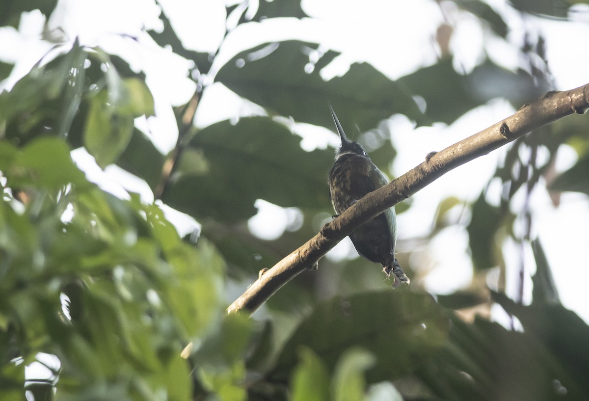 Purplish Jacamar - ML471079411