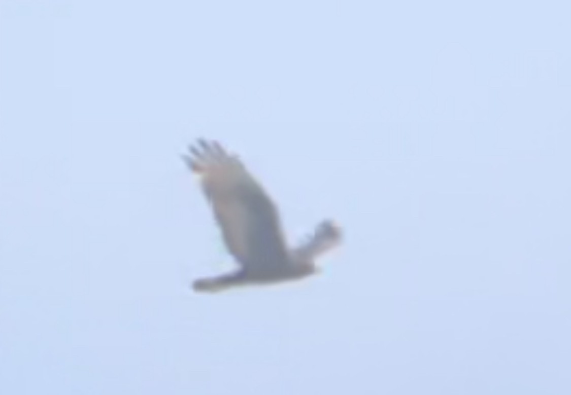 Zone-tailed Hawk - ML471079761