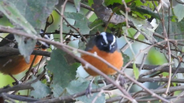 Black-eared Hemispingus - ML471080331