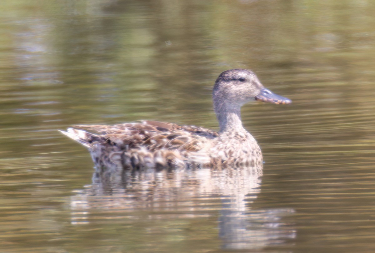 Gadwall - ML471080381