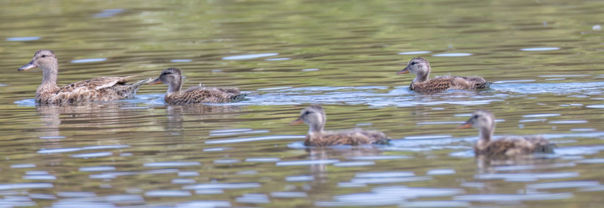 Gadwall - ML471080401