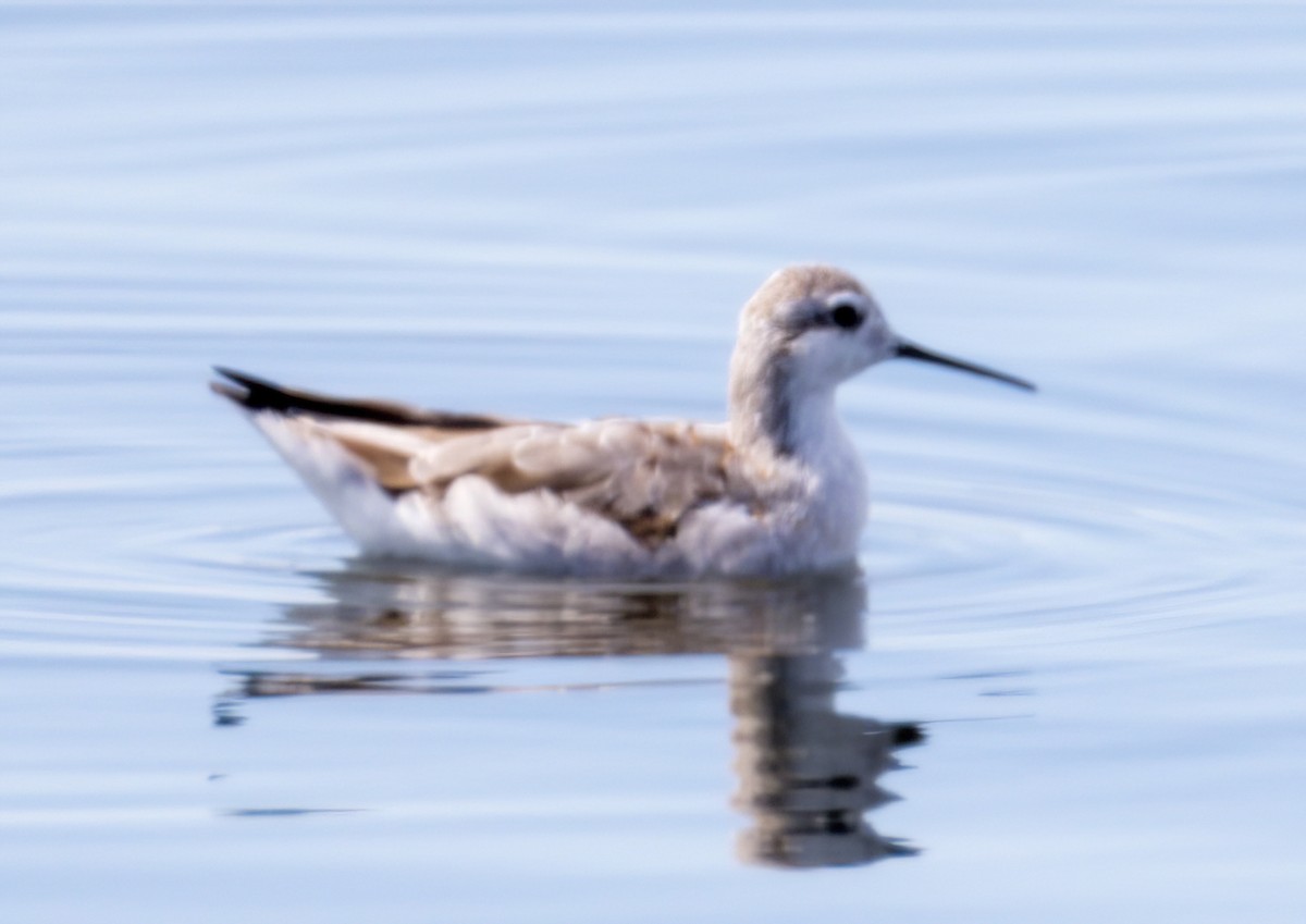 Wilson's Phalarope - ML471080421