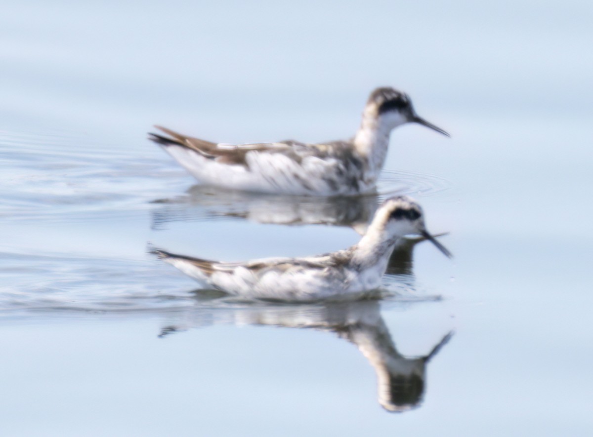 Red-necked Phalarope - ML471080441