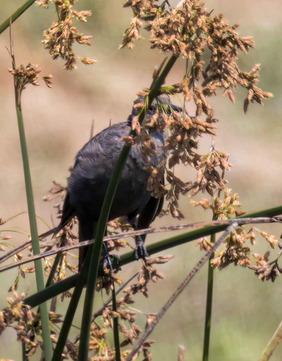 Brewer's Blackbird - ML471080521