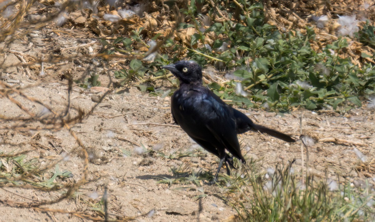 Brewer's Blackbird - ML471080531