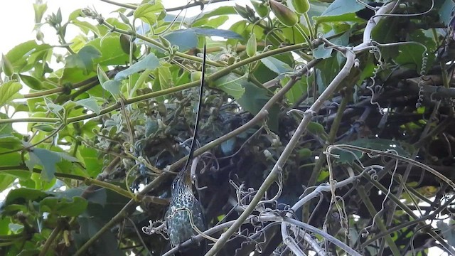 Sword-billed Hummingbird - ML471082051